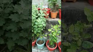 gardening plants garden flowers li love plants 💕 [upl. by Dronel]