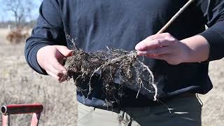 How to plant bare root trees and shrubs [upl. by Erdnoed]