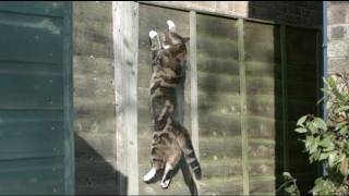 Gravity Defying Cat  The Slow Mo Guys [upl. by Lohse]