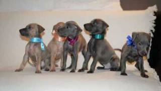 Italian Greyhound Puppies IT GREY BUTTERFLY Merry Christmas PF 2011mp4 [upl. by Breed861]