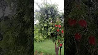 Callistemon spp  Bottle brush  Myrtaceae [upl. by Nyrmak]