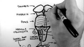 Spinal Pathways 2  Dorsal Column  Medial Lemniscus Pathway [upl. by Okajima]