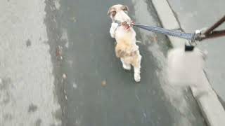 Me Walking My Favourite Ewok Called Ollie At The Fantastic Tattershall Lakes Country Park On A [upl. by Anyel]