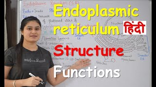 Endoplasmic reticulum in Hindi  Structure  Functions  Cell Organelles [upl. by Kreiner]