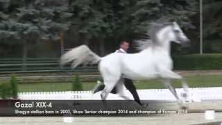 Shagya stallion GAZAL XIX4 [upl. by Shulem]