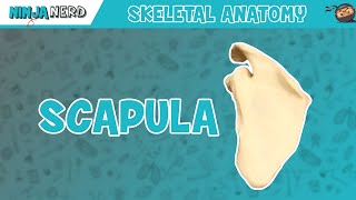 Scapula Anatomy [upl. by Luas]