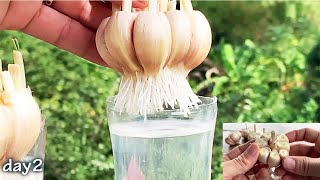 The trick to quickly rooting garlic is to soak them in water [upl. by Taddeusz]