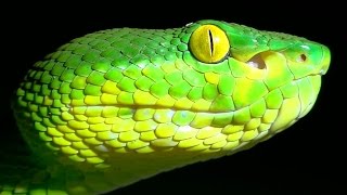 Green Tree Viper  Trimeresurus albolabris  Venomous Thailand Snake [upl. by Viki41]