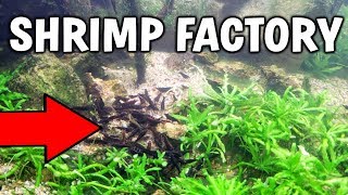 SHRIMP BREEDING FACTORY  How To Breed Freshwater Shrimp [upl. by Hseham]