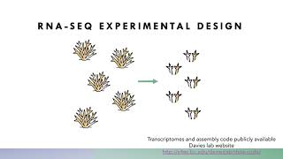 Gene expression and physiological signatures  Hanny Rivera  Genotype to Phenotype  GLBIO 2021 [upl. by Muller]