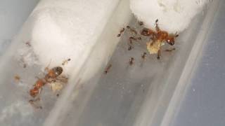 Solenopsis geminata  INSTOCK  quick tips [upl. by Annie790]