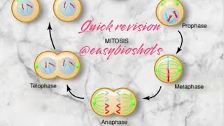 MitosisClass 11CBSENEETQuick revision EasyBioshots [upl. by Avin601]