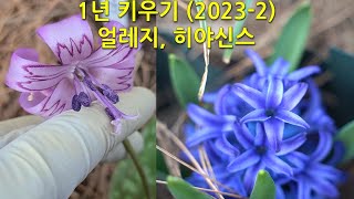 1년 키우기20232 얼레지 히야신스 This is how the eelgrass and hyacinth change over the course of a year [upl. by Winser]