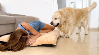 My Golden Retriever Shocked by a Human Mom Occupying his Bed [upl. by Annaeiluj]