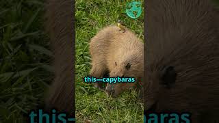 Wild World of Capybaras Natures Gentle Giants capybara capybaranation capybaras capy [upl. by Natanhoj]