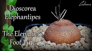 Dioscorea Elephantipes  Elephants Foot Vine  Potting Up amp Care  Time Lapse [upl. by Nodyarg872]