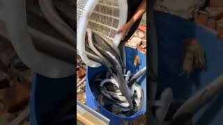 Fresh Eels cactusfoodies shorts seafood [upl. by Loveridge232]