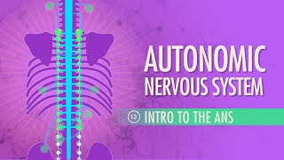 Autonomic Nervous System Crash Course Anatomy amp Physiology 13 [upl. by Farmer]