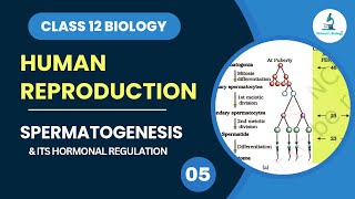 Spermatogenesis  Gametogenesis  Hormonal Regulation  Human Reproduction  Class 12 Biology [upl. by Ellekcim236]