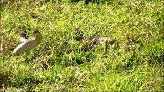 Eastern Brown snake encounter 2 days before Winter [upl. by Tewell823]