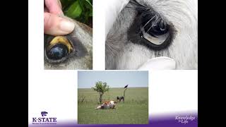 Anaplasmosis in Beef Cattle [upl. by Hound]