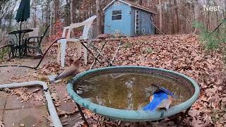 bluebird and cedar waxwings at bird bath [upl. by Aridnere]