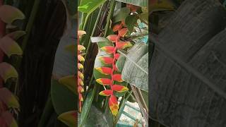 how to grow beautiful heliconia flower short shortvideo [upl. by Oetomit]