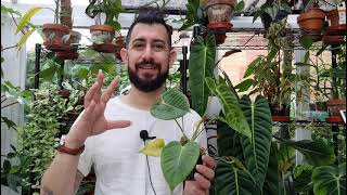 How I grew my Anthurium Veitchii plug plant [upl. by Zerk]