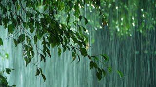 Pure Heavy Rain In Forest amp Powerful Thunder At Night 10 Hours ⚡⚡ Thunderstorm Sounds For Sleeping [upl. by Yevrah158]