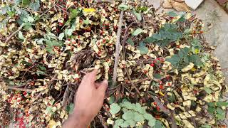 Collecting plant seeds of adenanthera pavonina or red sandalwood tree for afforestation purpose [upl. by Elleynod659]