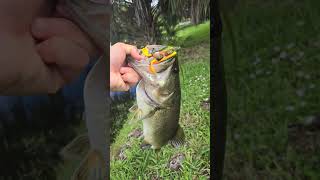 Big bass crushes the lunker hunt prop turtle lunkerhunt [upl. by Frederica]