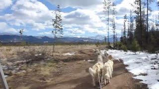 Loves a Trip Dog sledding in Colorado [upl. by Tempa]