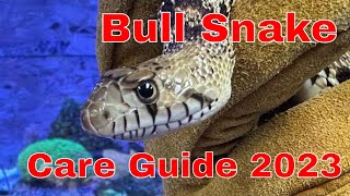 Bull Snake Care Guide 2023 [upl. by Ahsekel]