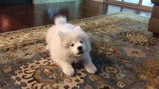 Samoyed puppy practicing her bark [upl. by Demetre104]