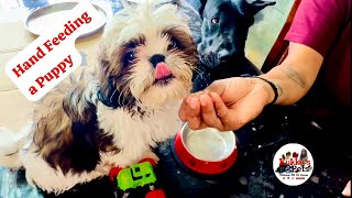 Hand feeding a puppy 🐶 🥰❤️ shihtzu puppies dogs bangalore malayalam shihtzupuppies pets [upl. by Audrey486]