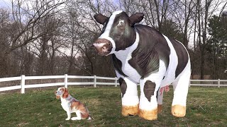 Dog Surprised by Giant Cow Cute Dog Indie vs Cows [upl. by Leahcimnaj]