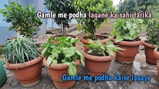 Gamle me podha lagane ka sahi tarika Gamle me podha kaise lagayekk polytechnic govindpur4k video [upl. by Nytsrik834]