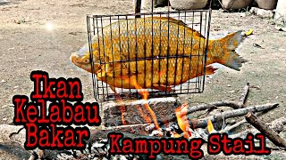 Ikan Kelabau Bakar Menu Popular  Masakan Terpadu Ikan Kelabau  Hasil Memancing Di Sungai [upl. by Gregoire]