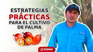 Aprende de un Ingeniero Agrónomo experto en palma de aceite a llevar un cultivo exitoso [upl. by Berni]