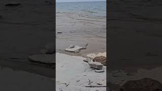 Fossil Hunting at Craigleith Provincial Park [upl. by Ihsir]