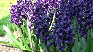 Hyacinth Dark Dimension quotblack hyacinthquot  FarmerGracycouk [upl. by Notgnilliw]