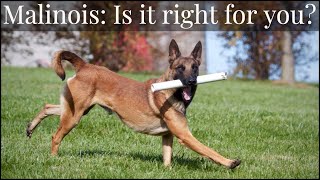 Belgian Malinois  Is It Right For You [upl. by Ociredef615]