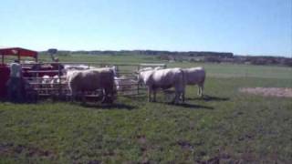 Putting Charolais cattle on pasture May 1st 2009 [upl. by Ardnoyek]