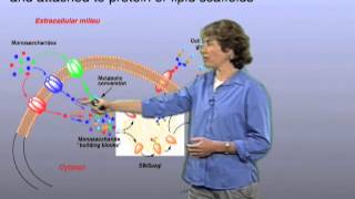 Glycan synthesis  Carolyn Bertozzi Berkeley [upl. by Rothstein]