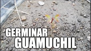 germinar Guamuchil [upl. by Noevad]