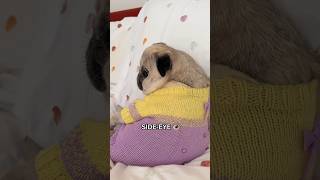 Bombastic SIDEEYE with the cutest PUPPY eyes 👀🥺 pug dog shorts funny [upl. by Neerol]