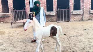 Kheri waalay baba g dii shaandar ablak ghodi naal shaandar ablak bachera sire punjab shingar [upl. by Barstow]