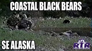 Petersburg Black Bear  Spring SE Alaska  Throwback Hunt [upl. by Harday]