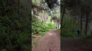 Yurok Loop Trail nature hikingusa nationalpark travel [upl. by Licha]