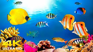 Aquarium 4K VIDEO ULTRA HD 🐠 Beautiful Coral Reef Fish  Relaxing Sleep Meditation Music [upl. by Venu]